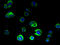 ORMDL Sphingolipid Biosynthesis Regulator 2 antibody, A60130-100, Epigentek, Immunofluorescence image 