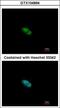 Zinc finger protein 148 antibody, GTX104894, GeneTex, Immunofluorescence image 