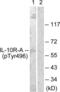 Interleukin 10 Receptor Subunit Alpha antibody, LS-C199109, Lifespan Biosciences, Western Blot image 