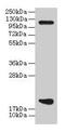 Peptidylprolyl Isomerase H antibody, CSB-PA018478LA01HU, Cusabio, Western Blot image 