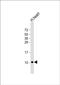 ATP synthase subunit epsilon-like protein, mitochondrial antibody, PA5-49507, Invitrogen Antibodies, Western Blot image 