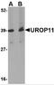 Amyloid Beta Precursor Protein Binding Family A Member 1 antibody, 4615, ProSci, Western Blot image 