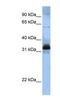 Serine And Arginine Rich Splicing Factor 8 antibody, NBP1-57168, Novus Biologicals, Western Blot image 