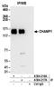 Chromosome Alignment Maintaining Phosphoprotein 1 antibody, A304-217A, Bethyl Labs, Immunoprecipitation image 