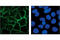 Cadherin-3 antibody, 2130S, Cell Signaling Technology, Immunofluorescence image 