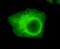 Ubiquitin Like With PHD And Ring Finger Domains 1 antibody, M01156, Boster Biological Technology, Immunocytochemistry image 