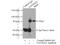FAST Kinase Domains 2 antibody, 17464-1-AP, Proteintech Group, Immunoprecipitation image 