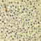 Dystrobrevin Binding Protein 1 antibody, LS-C331601, Lifespan Biosciences, Immunohistochemistry frozen image 