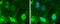 Melanoma Cell Adhesion Molecule antibody, GTX108777, GeneTex, Immunofluorescence image 