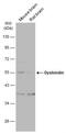 Dysbindin-1 antibody, NBP2-16245, Novus Biologicals, Western Blot image 