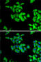 N-Myristoyltransferase 2 antibody, 22-653, ProSci, Immunofluorescence image 