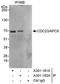 Cell division cycle protein 23 homolog antibody, A301-182A, Bethyl Labs, Immunoprecipitation image 