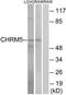 Cholinergic Receptor Muscarinic 5 antibody, TA313623, Origene, Western Blot image 