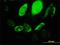Rho Guanine Nucleotide Exchange Factor 1 antibody, H00009138-M03, Novus Biologicals, Immunofluorescence image 