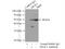 Era Like 12S Mitochondrial RRNA Chaperone 1 antibody, 11478-1-AP, Proteintech Group, Immunoprecipitation image 