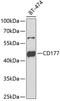 CD177 Molecule antibody, GTX33074, GeneTex, Western Blot image 
