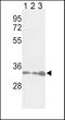 PCNA antibody, TA324743, Origene, Western Blot image 