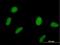 Speckle Type BTB/POZ Protein antibody, H00008405-B01P, Novus Biologicals, Immunofluorescence image 