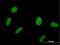 Speckle-type POZ protein antibody, H00008405-B01P, Novus Biologicals, Immunofluorescence image 