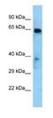 EYA Transcriptional Coactivator And Phosphatase 1 antibody, NBP1-98347, Novus Biologicals, Western Blot image 