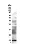 Resistin antibody, NB200-203, Novus Biologicals, Western Blot image 