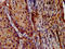 Lipase H antibody, LS-C674653, Lifespan Biosciences, Immunohistochemistry paraffin image 