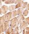 Cytochrome C Oxidase Subunit 6A2 antibody, A15662-2, Boster Biological Technology, Immunohistochemistry paraffin image 