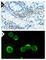 EPF antibody, sc-7382, Santa Cruz Biotechnology, Immunoprecipitation image 