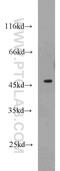 GATA Binding Protein 3 antibody, 10417-1-AP, Proteintech Group, Western Blot image 