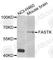 Fas Activated Serine/Threonine Kinase antibody, A7069, ABclonal Technology, Western Blot image 