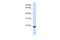 Claudin 19 antibody, PA5-40751, Invitrogen Antibodies, Western Blot image 