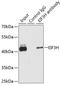 Eukaryotic Translation Initiation Factor 3 Subunit H antibody, GTX65839, GeneTex, Immunoprecipitation image 