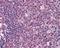 Caspase Recruitment Domain Family Member 11 antibody, orb18487, Biorbyt, Immunohistochemistry paraffin image 