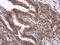 Mitogen-Activated Protein Kinase 8 antibody, GTX133806, GeneTex, Immunohistochemistry paraffin image 