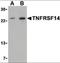 TNF Receptor Superfamily Member 14 antibody, orb86804, Biorbyt, Western Blot image 