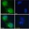 STE20 Related Adaptor Beta antibody, 45-246, ProSci, Immunofluorescence image 
