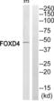 Forkhead Box D4 antibody, abx014473, Abbexa, Western Blot image 