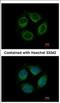 Leucine-rich repeat-containing protein 4C antibody, NBP2-19516, Novus Biologicals, Immunocytochemistry image 