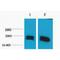 H1 Histone Family Member 0 antibody, LS-C387505, Lifespan Biosciences, Western Blot image 