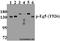 Kinesin Family Member 11 antibody, A01754T926, Boster Biological Technology, Western Blot image 