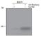 T antibody, PA5-46984, Invitrogen Antibodies, Chromatin Immunoprecipitation image 