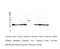 Emerin antibody, M00714, Boster Biological Technology, Western Blot image 