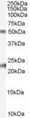 Fibulin 5 antibody, NB100-53783, Novus Biologicals, Western Blot image 