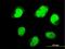 Paired Box 7 antibody, H00005081-M07, Novus Biologicals, Immunofluorescence image 