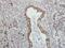 VAMP Associated Protein A antibody, NBP1-31237, Novus Biologicals, Immunohistochemistry paraffin image 