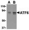 Activating Transcription Factor 6 antibody, LS-B2516, Lifespan Biosciences, Western Blot image 