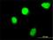 Homeobox C4 antibody, H00003221-M02, Novus Biologicals, Immunofluorescence image 