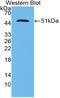 SP5 antibody, LS-C372778, Lifespan Biosciences, Western Blot image 