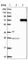 ADP Ribosylation Factor GTPase Activating Protein 3 antibody, HPA000638, Atlas Antibodies, Western Blot image 