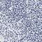 Integrin Subunit Alpha 2b antibody, NBP1-84580, Novus Biologicals, Immunohistochemistry paraffin image 